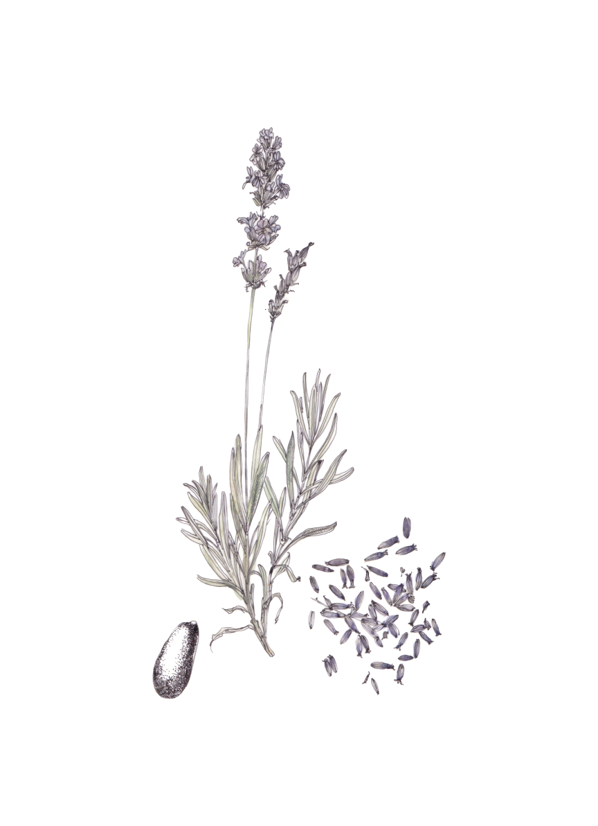 Flor decorativa