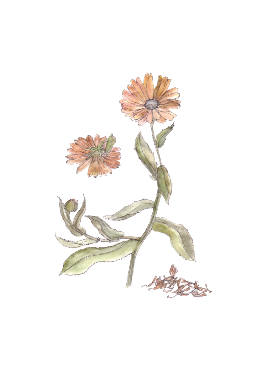 Flor decorativa