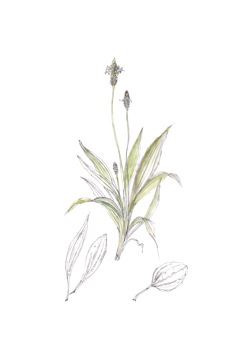 Flor decorativa