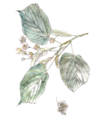 Flor decorativa