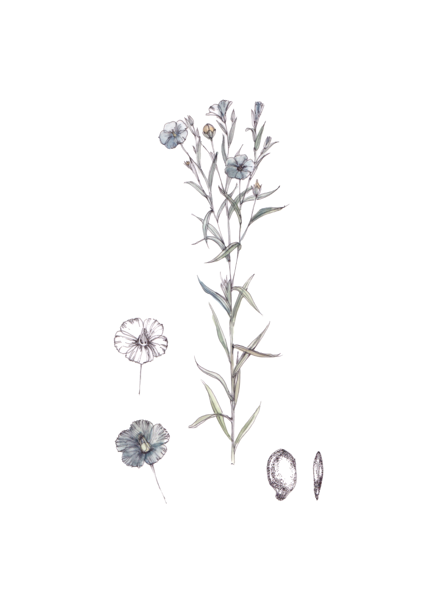 Flor decorativa