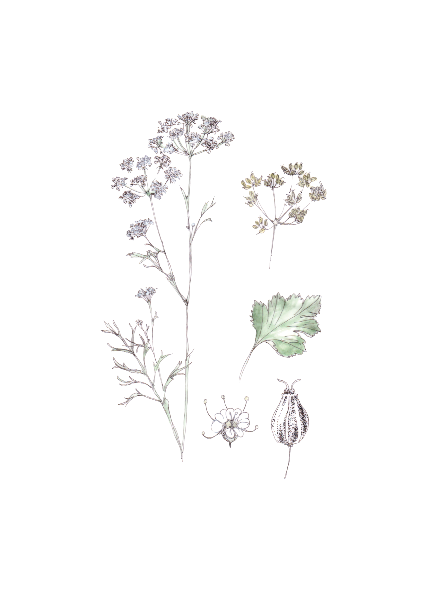 Flor decorativa