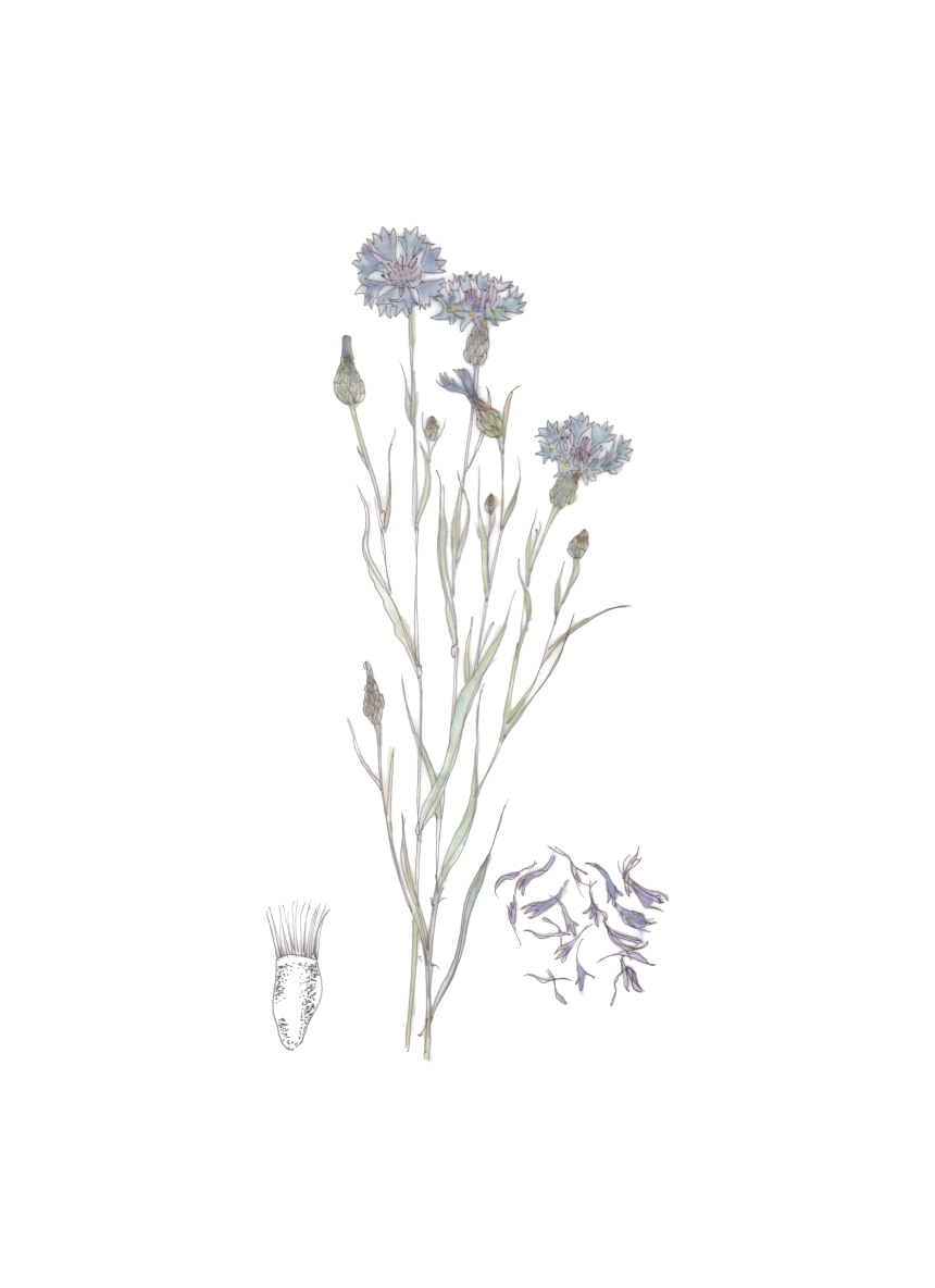 Flor decorativa