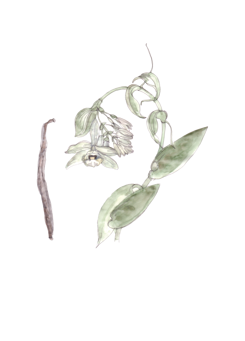 Flor decorativa