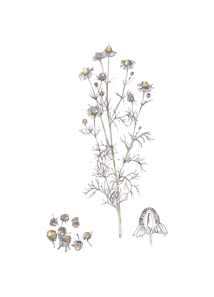 Flor decorativa
