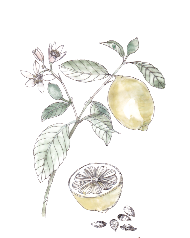 Flor decorativa