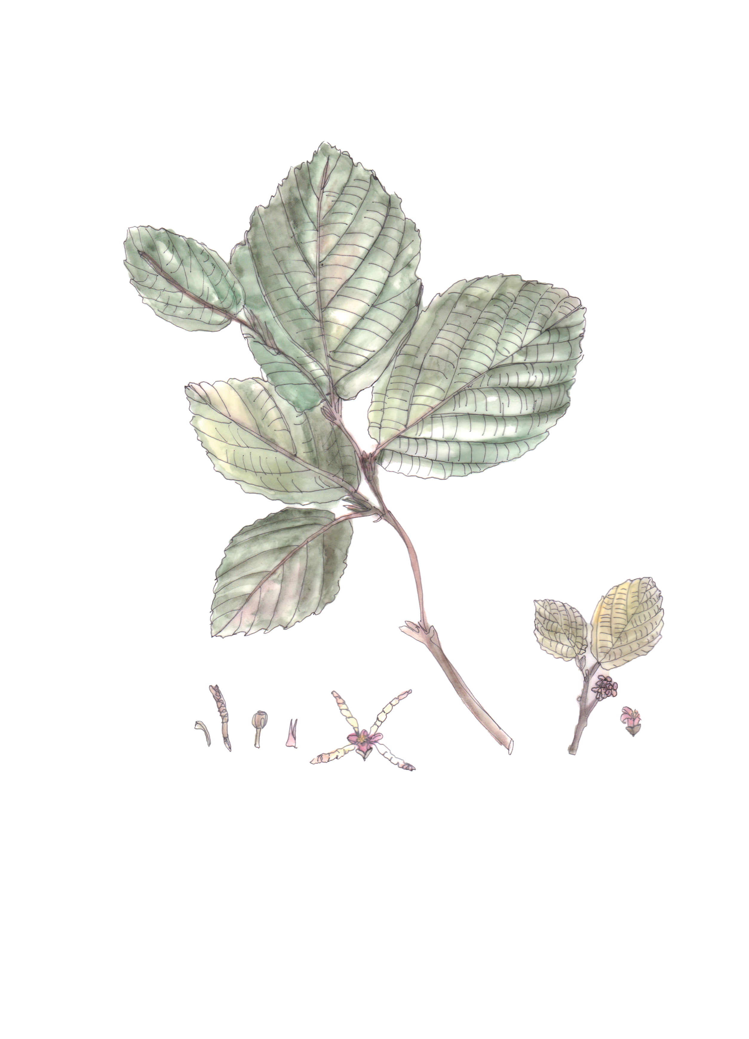 Flor decorativa