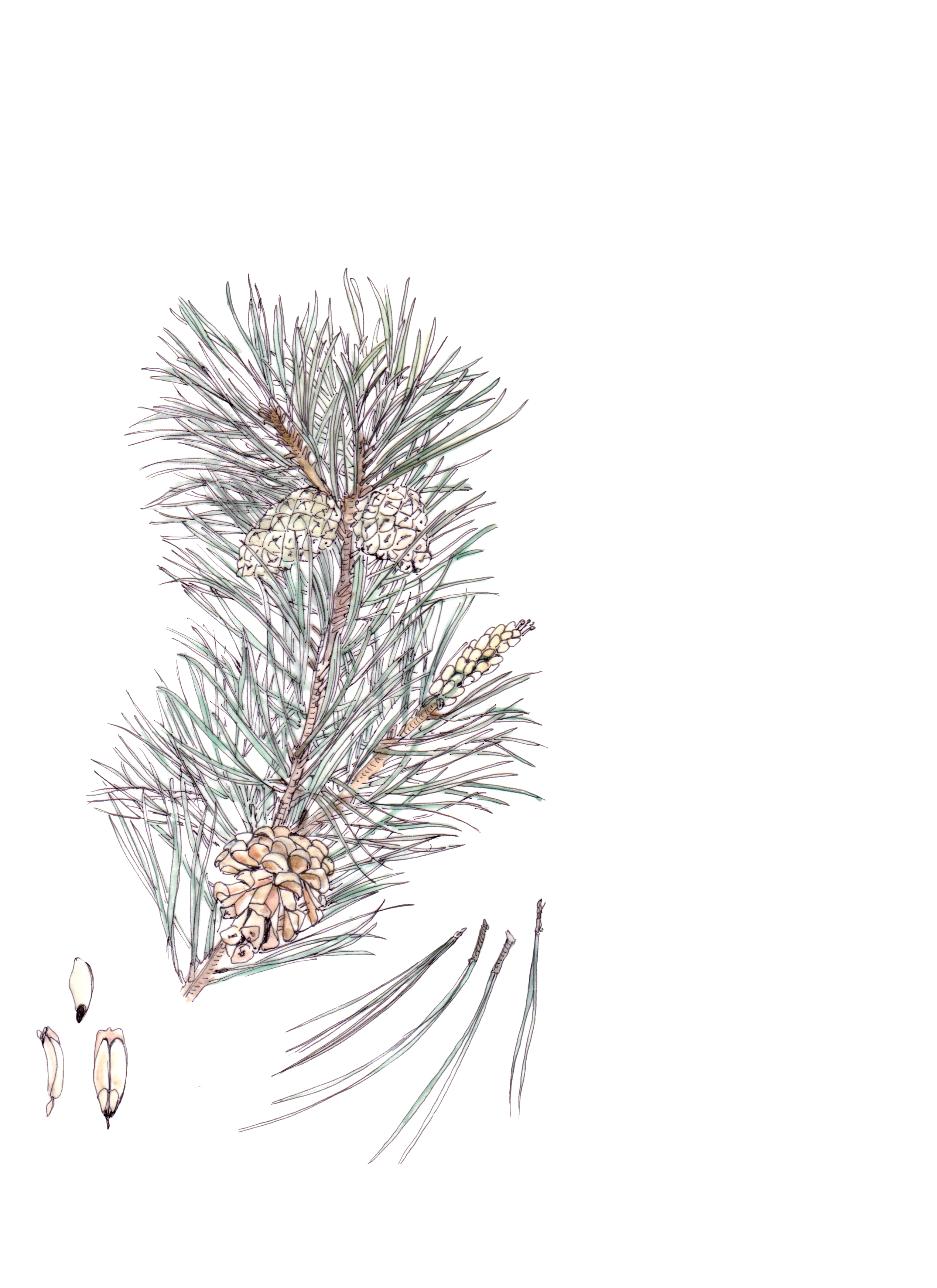 Flor decorativa