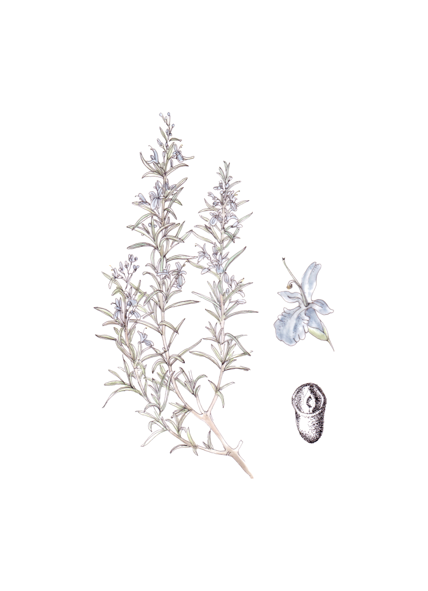 Flor decorativa