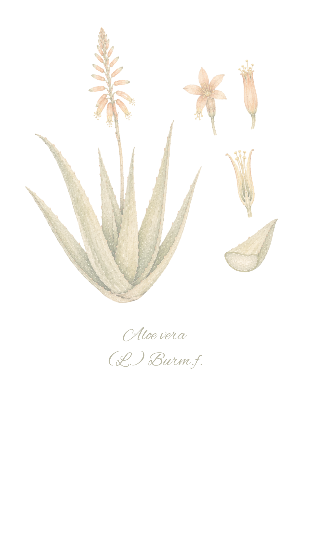 Flor decorativa